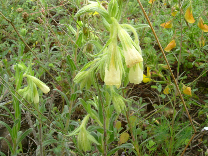 Onosma helvetica / Viperina elvetica